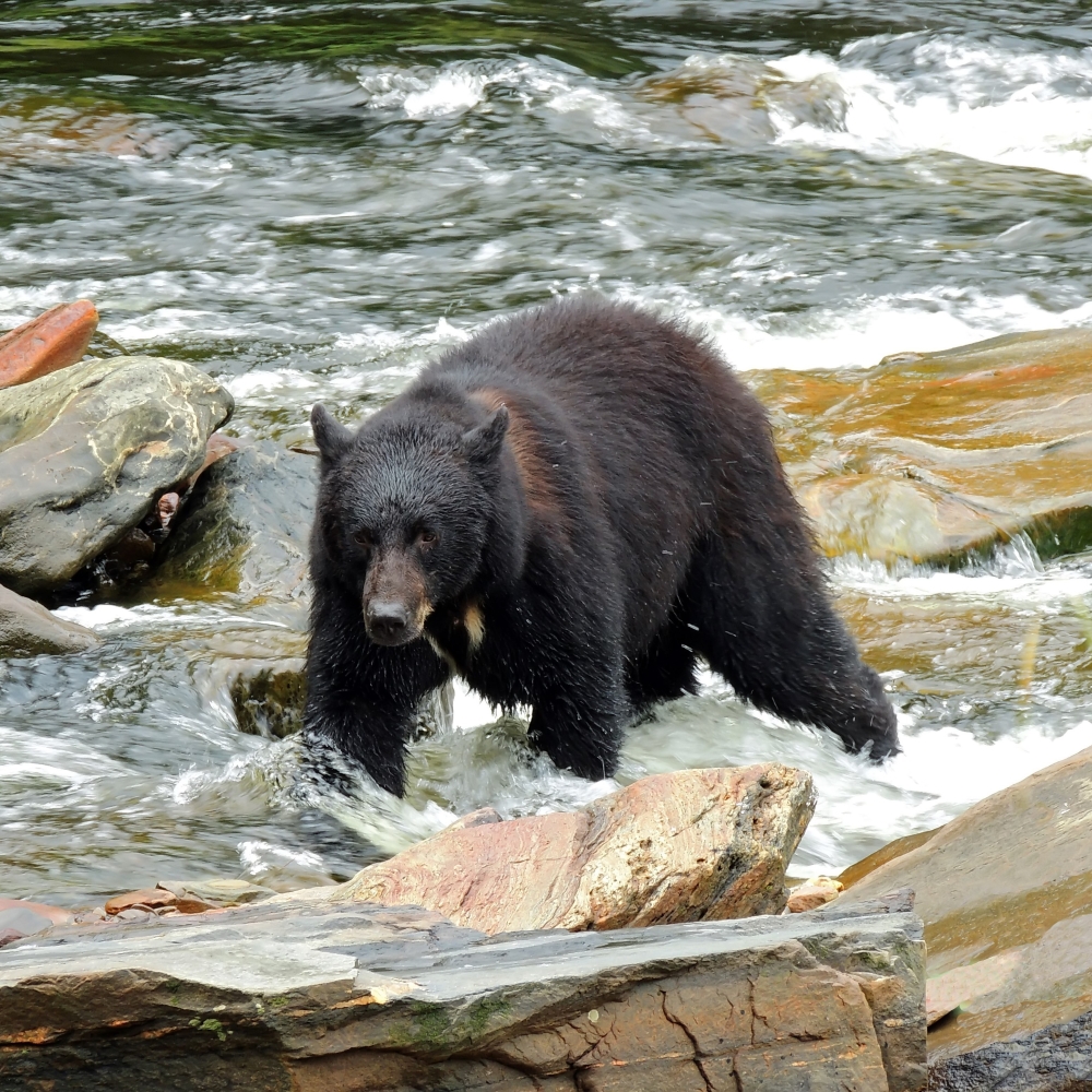 Ketchikan AK Tours | Wildlife, City, Rainforest | K-Town 907 Tours